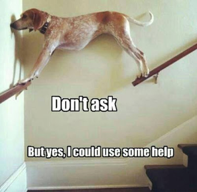 Dog standing on stair rails. Don't ask. But yes, I could use some help.