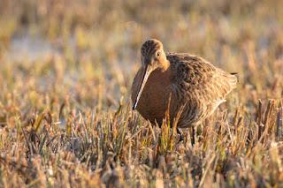 Wildlifefotografie Uferschnepfen