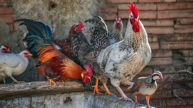 10 Tips Mengelola Peternakan Ayam untuk Pemula