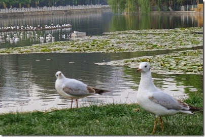 KunMing Green Lake 昆明。翠湖