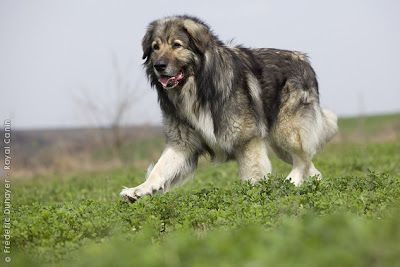 Karst Shepherd Dog