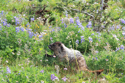 Marmota caligata