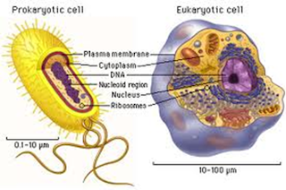 sel prokariotik dan sel eukariotik