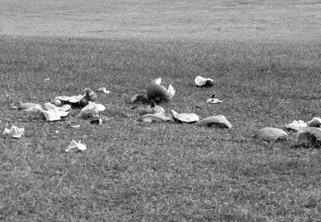 a black and white photo of broken pumpkins scattered across grass.