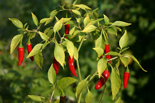 Tay biberleri (Capsicum annuum)