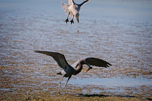 Gull harassing a Little Blue Heron for its fish.