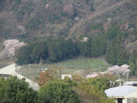 西側のサクラが見える！