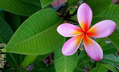 Frangipani Tree Care