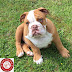 Barney - The Cute Englsih Bulldog Puppy