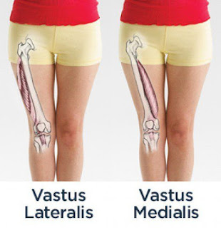 vastus medialis muscle, anatomy, muscle picture