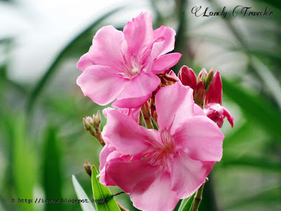 Oleander, Korobi, Nerium oleander