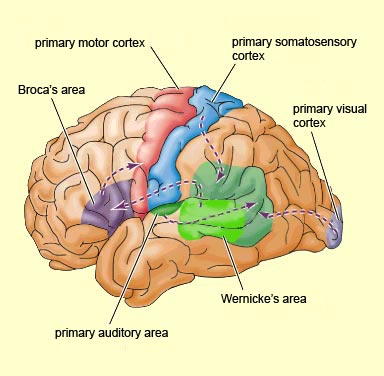 Human Brain Functions4