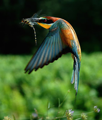 the Birds Splash of Colors