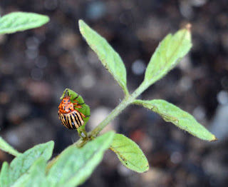 Another Colorado beetle, on a tomato plant this time