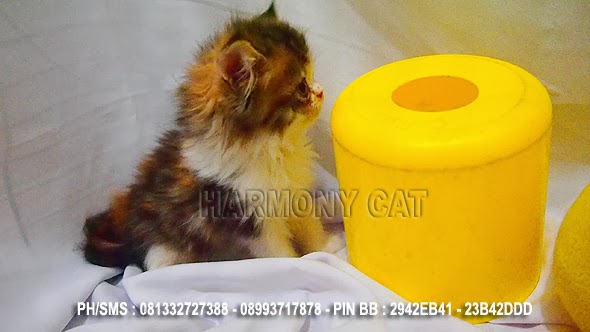 Hamster Dan Kucing Persia Murah Surabaya: KUCING BETINA 