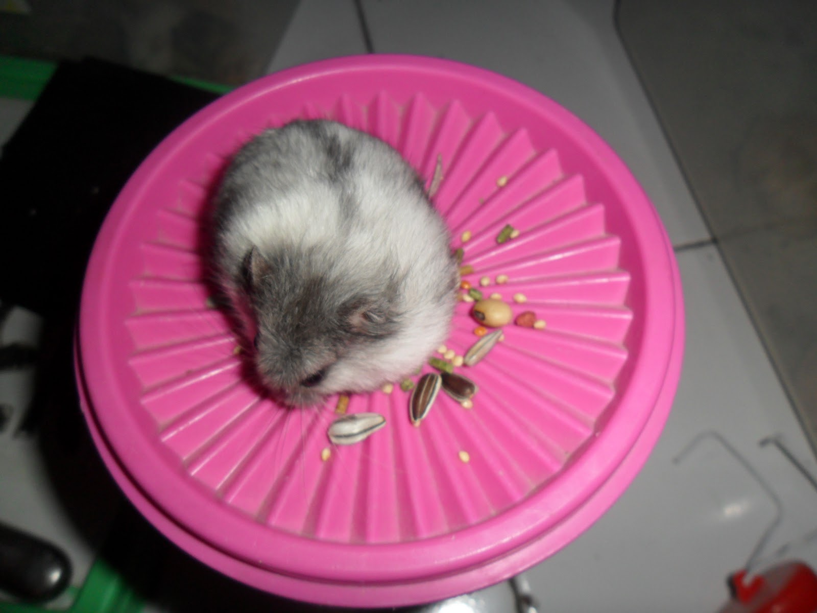 Genthonk Pet Shop: Hamster Campbell (Phodopus campbell