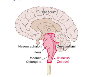 Artikel, Batang Otak, Batang Otak Adalah, Sumsum Otak, Fungsi Batang Otak, Kerusakan Batang Otak, Magnetic Resonance Imaging, Computed Tomography Scan, Pengobatan Batang Otak,