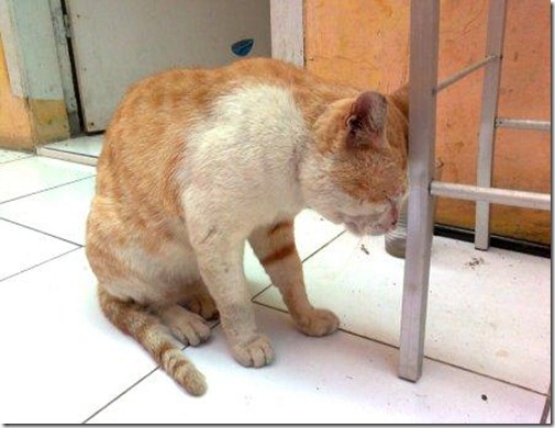 Check It Out !!: Foto-foto Kucing Lagi Galau (bukan editan)