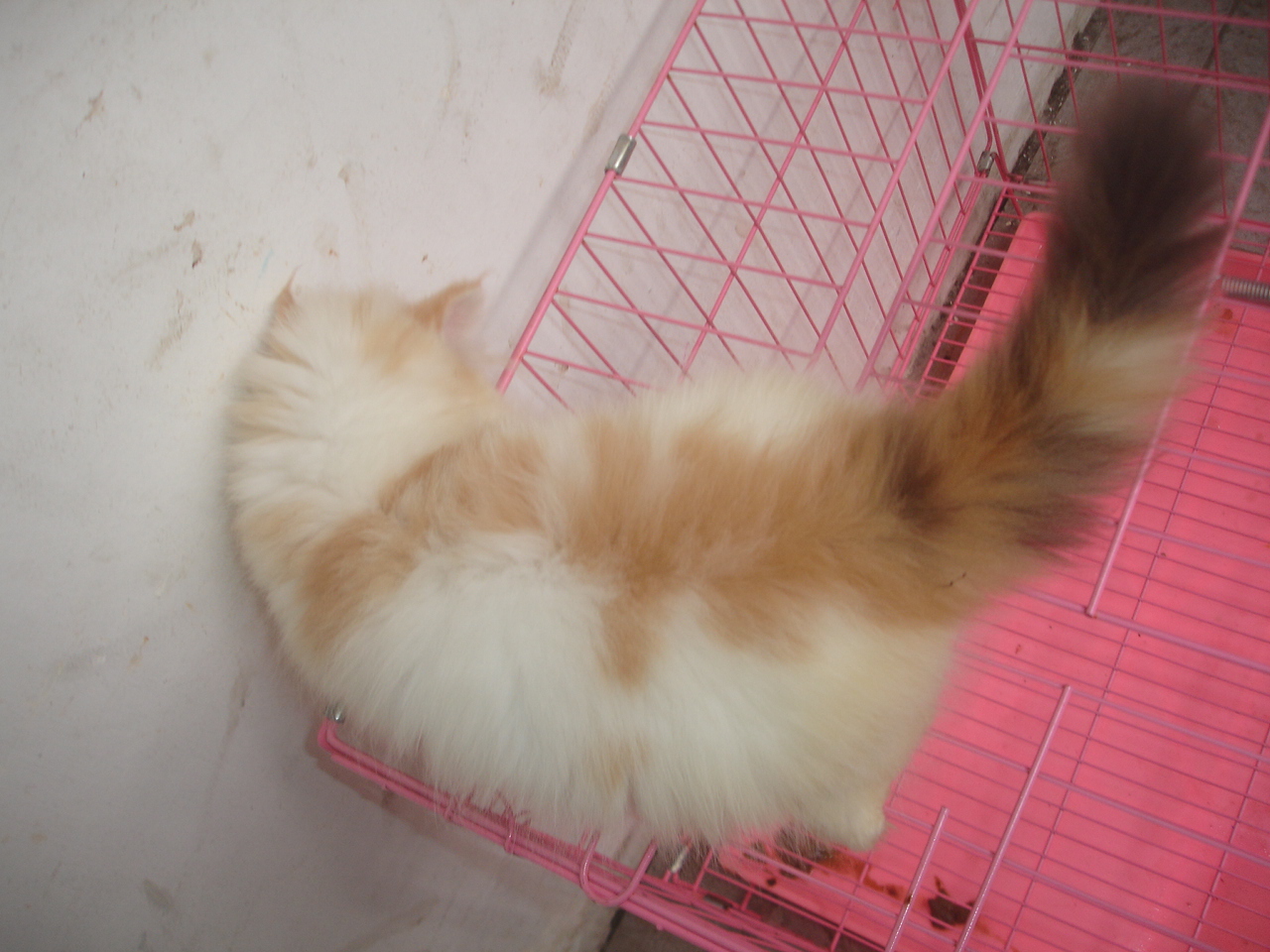 Hamster Dan Kucing Persia Murah Surabaya: DI JUAL KITTEN CALICO FLAT 