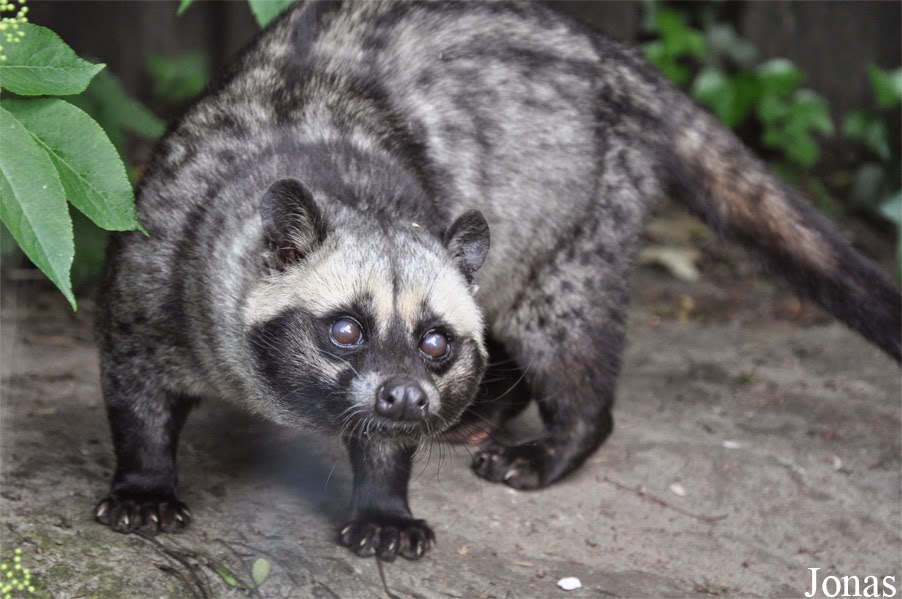 JENIS MUSANG YANG COCOK UNTUK HEWAN  PELIHARAAN Seputar 