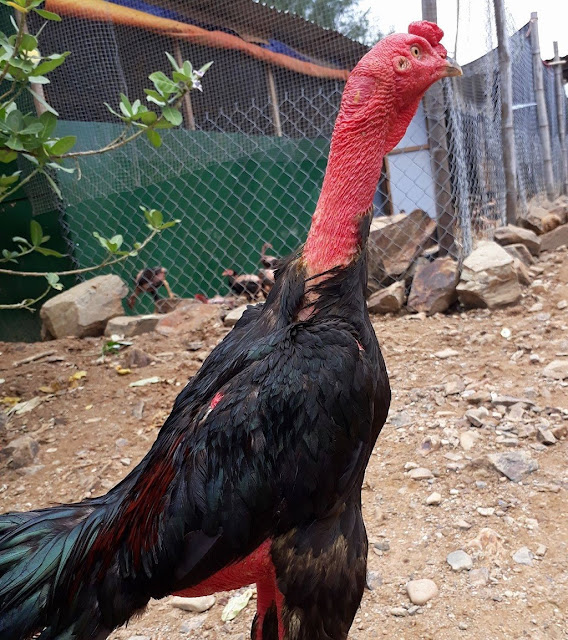 Trại gà nòi Bất Trị ở Ninh Hòa, Khánh Hòa
