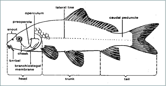 Biologica MORFOLOGI IKAN 