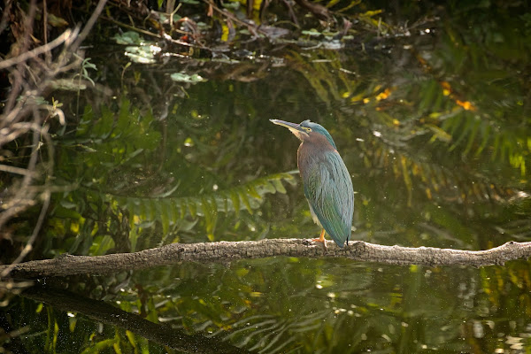 Green Heron.