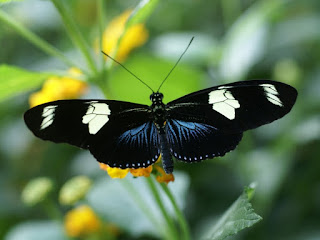 Laparus doris - Heliconius doris