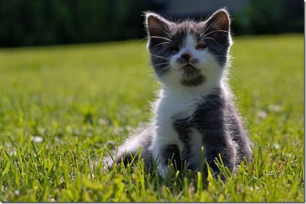 Gatinho que nasceu sem os olhos (2)