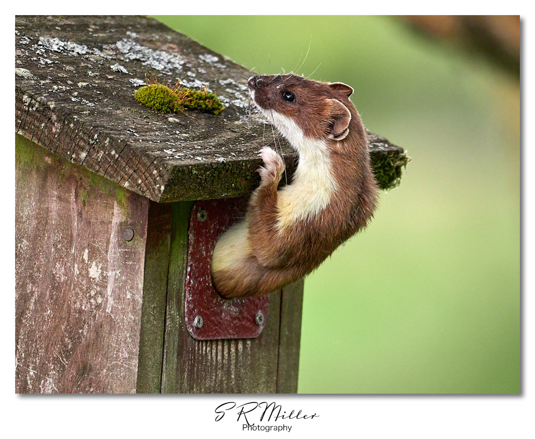 Stoat exiting nest box