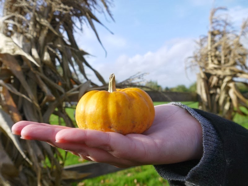 13.10.27 PumpkinInHand