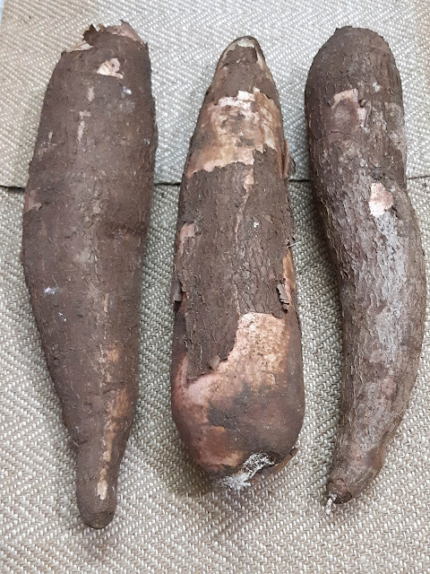 Indian Root Vegetable - Cassava root/Tapioca root/Maravalli kizhangu/Kappa kilangu - (GLOSSARY) - What is tapioca root/cassava root?, Indian vernacular names of root, flavour, culinary How to purchase and store