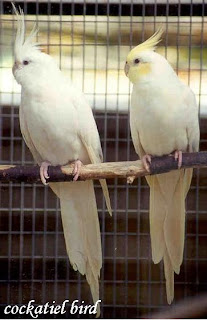 albino cockatiel pair picture