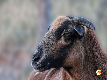 Info Terbaru Harga Kambing Kacang Cempe dan Dewasa (Asli dan Peranakan)