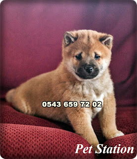 satılık shiba inu yavruları istanbul, satılık shiba inu yavruları ankara, satılık shiba inu yavruları antalya, satılık shiba inu yavruları bursa, satılık shiba inu yavruları izmir, satılık shiba inu yavruları adana, satılık shiba inu yavruları muğla, satılık shiba inu yavruları eskişehir, satılık shiba inu yavruları çanakkale, satılık shiba inu yavruları mersin, satılık shiba inu yavruları hatay, satılık shiba inu yavruları sakarya, satılık shiba inu yavruları denizli, satılık shiba inu yavruları trabzon, satılık shiba inu yavruları edirne, satılık shiba inu yavruları bursa, satılık shiba inu yavruları konya,satılık shiba inu yavruları  adana, satılık shiba inu