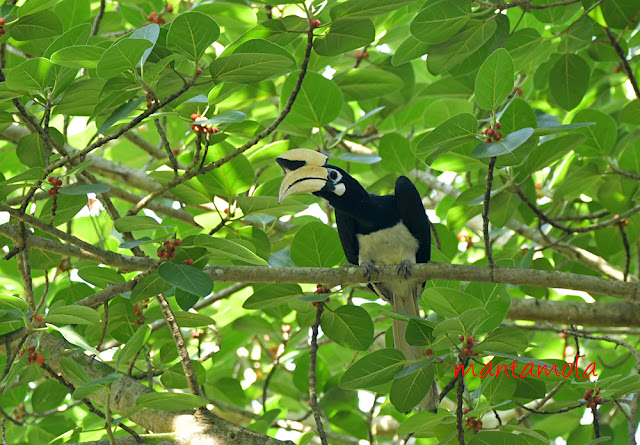 Oriental Pied Hornbill