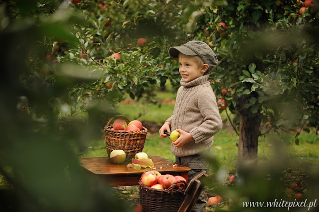 małe wesołe dziecko na sesji w sadzie w koszykach na stoliku jabłka piękny portret w okolicach Lublina
