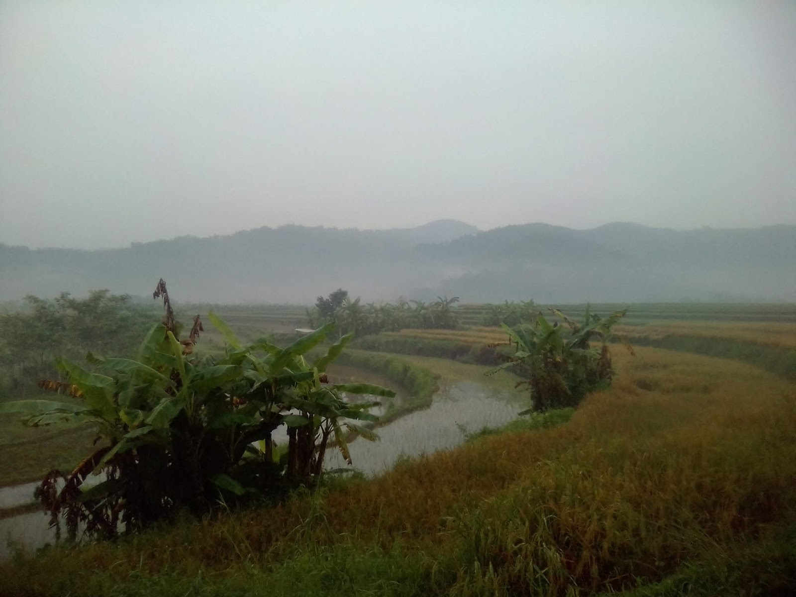 Foto Instagramable di Kembang Lampir Bandongan Magelang