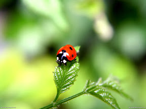 Insects | nature desktop wallpapers Images Photos