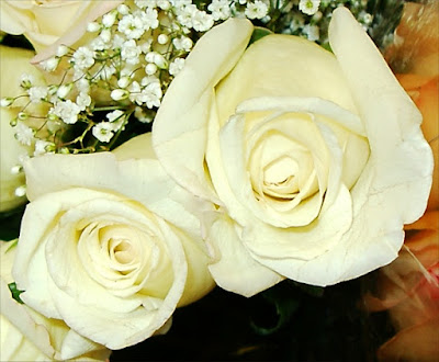 Romantic White roses photo