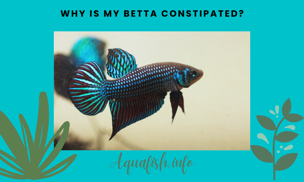Why Is My Betta Constipated?
