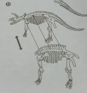 dinosaur factivity  skeleton instructions