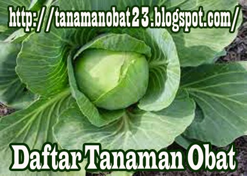 Tanaman Obat Kubis (Brassica oleracea var. capita