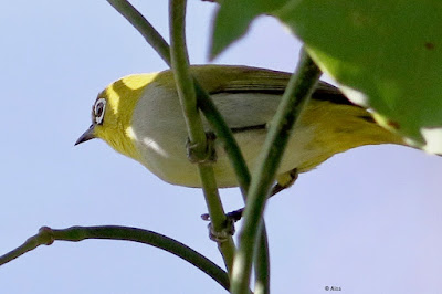 Indian White-eye