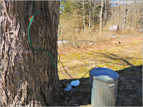 Maple Sugar Season en Massachusetts: Gould´s Sugar-House