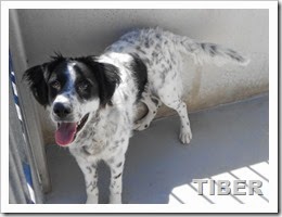 Tiber