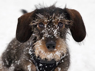 Ways to Keep Your Pet Happy in Winter