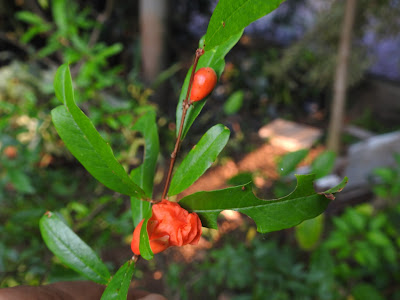 pomegranate flower