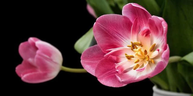 facts about tulip flower