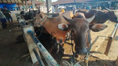 Warning! Pedagang Jangan Beli Sapi dari Daerah Terdampak PMK